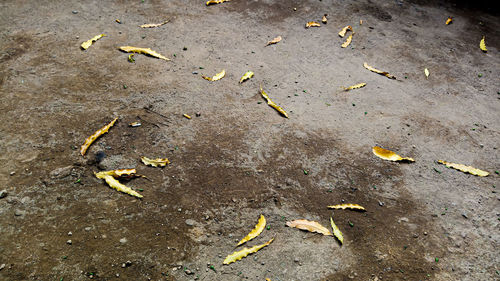 High angle view of autumn leaves on field