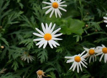 Close-up of white daisy flowers