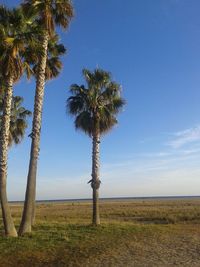 Palm trees on field against sky