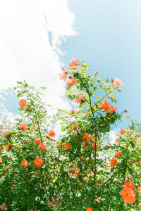 Low angle view of tree against sky