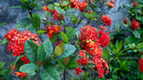 Close-up of red berries on plant