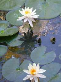 Close-up of lotus water lily in lake