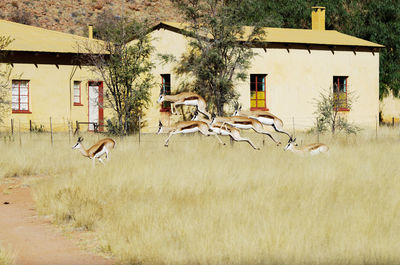 Houses on grassy field