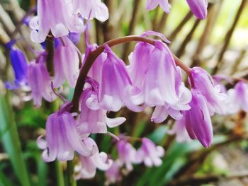 Close-up of purple flowering plants