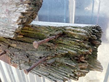 High angle view of insect on tree trunk