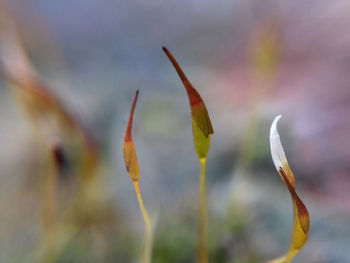 Close-up of flower buds