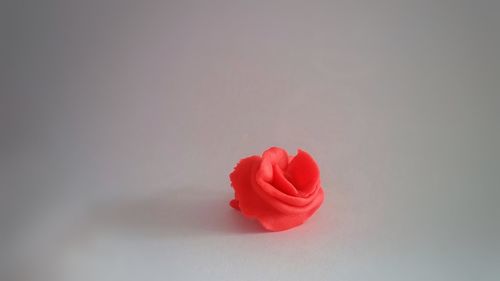 Close-up of red rose against white background