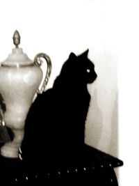 Cat against blurred background