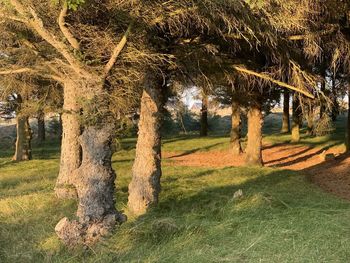Trees on field