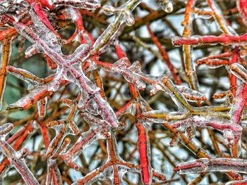 Full frame shot of frozen tree