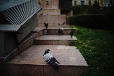 Bird perching on brick wall