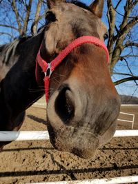 Close-up of a horse