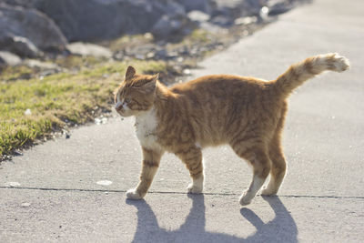 Ginger cat walking on street