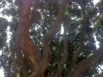 Low angle view of trees in forest