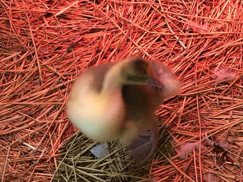 High angle view of bird in nest