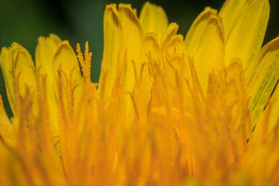 Close-up of yellow flowering plant on field