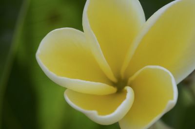 Close-up of yellow flowering plant