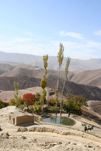 Plants growing on land against sky