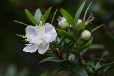 Close-up of white flowering plant