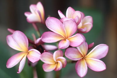 Close-up of pink flowering plant