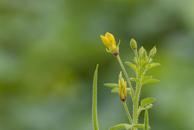 Close-up of flowering plant