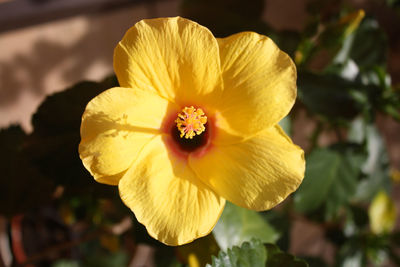 Close-up of yellow flowering plant