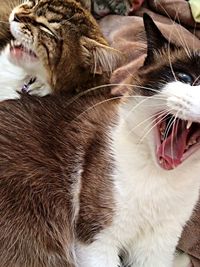 Close-up of cat yawning