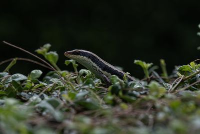 Close-up of lizard on land