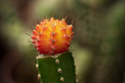 Close-up of red cactus flower