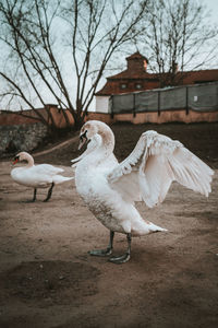 View on swan on field