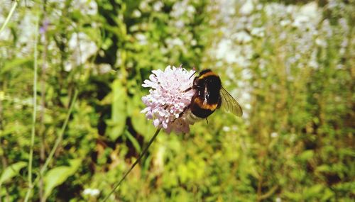 Close-up of bee pollinating on purple flower