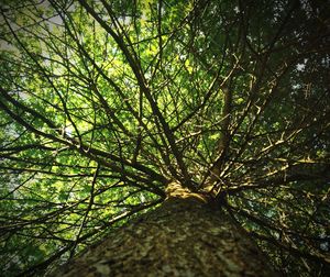 Low angle view of trees in forest