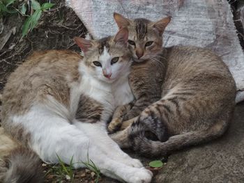 Portrait of cats resting