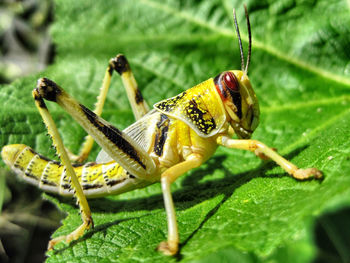 Close-up of grasshopper