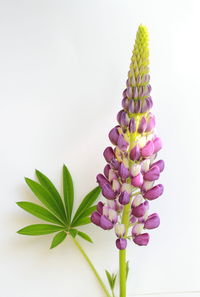 Close-up of flowers against white background