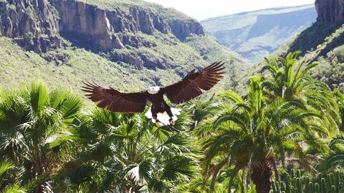 Flock of birds flying over green landscape