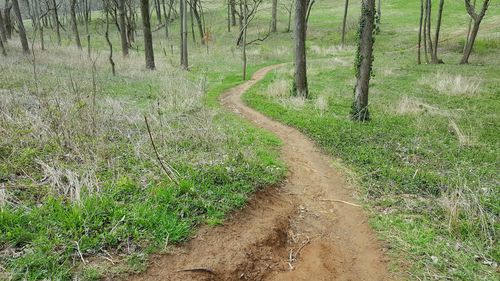 Dirt road amidst trees