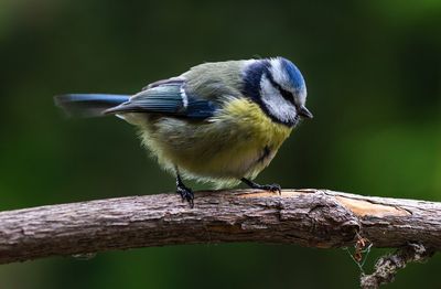 Close-up of bird perching on branch