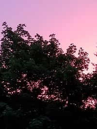 Low angle view of silhouette trees against sky