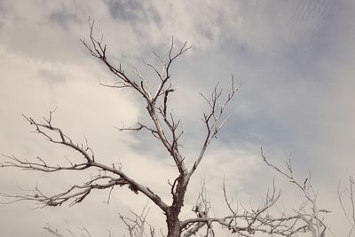 Low angle view of bare tree against sky