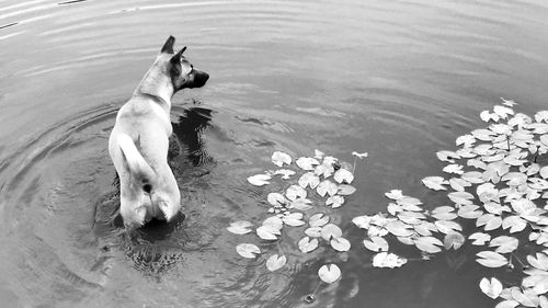 High angle view of dog floating on lake