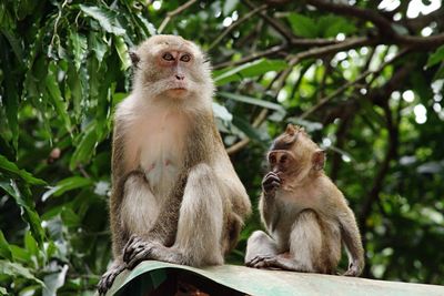 Monkey on tree