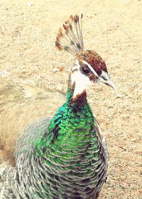 Close-up of a peacock