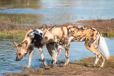 Horses in a lake