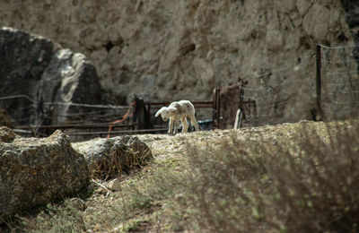 View of horses on rock