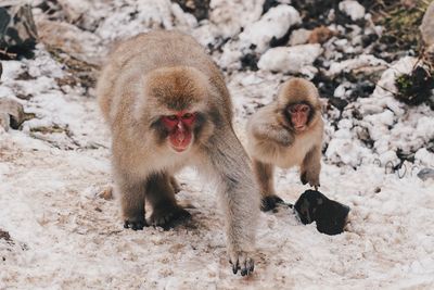 Monkeys in a snow