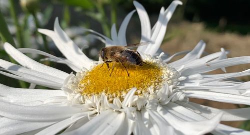 Close-up of bee pollinating on flower