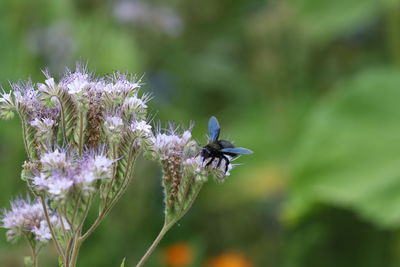 Close-up of butterfly pollinating on purple flower