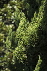 Close-up of tree branch