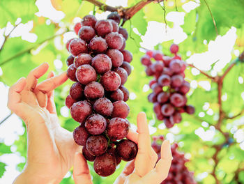 Midsection of person holding fruits